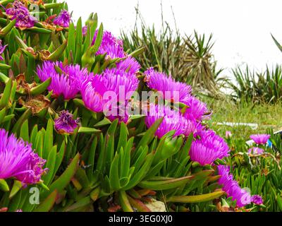 Rose Carpobrotus acinaciformis fleurs succulentes fleurissant sur une dune côtière méditerranéenne en mai. Banque D'Images