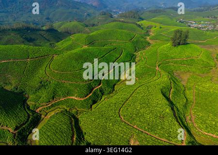 Inde, État du Kerala, Munnar, vue aérienne des plantations de thé Banque D'Images