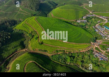 Inde, État du Kerala, Munnar, vue aérienne des plantations de thé Banque D'Images
