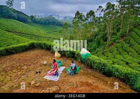 Inde, État du Kerala, Munnar, plantation de thé Banque D'Images