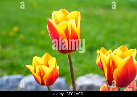 Tulipes rouges et jaunes fleurissant dans un jardin. Banque D'Images