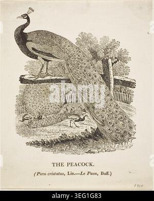 Le paon de Thomas Bewick, s.d., représentant l'oiseau perché sur une branche avec son plumage irisé distinctif et ses plumes ornementales de queue entièrement exposées Banque D'Images