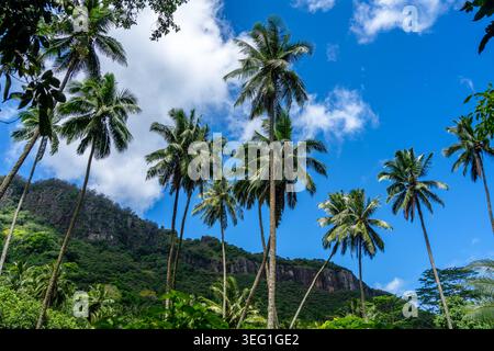Un chemin de jungle luxuriant à travers la vallée de Hakaui, Nuku Hiva, les îles Marquises, Polynésie française. D'imposantes falaises de basalte et une végétation dense entourent le tra Banque D'Images