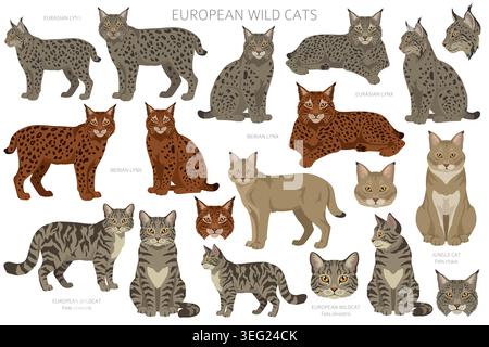 Chats sauvages européens. Lynx eurasien, lynx ibérique, chat de la jungle et clip arts de chat sauvage européen Toutes les couleurs de manteau sont définies. Illustration vectorielle Illustration de Vecteur