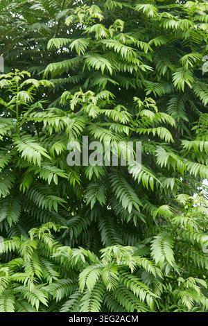 feuilles pennées vertes denses sur les branches d'arbres en texture plein cadre, vue de mise au point douce en gros plan, arrière-plan organique Banque D'Images