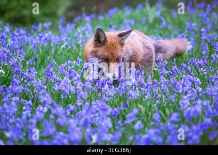 Un portrait saisissant en gros plan d'un renard roux sauvage se déplaçant tranquillement à travers un tapis de fleurs bleues. Le regard intense du renard, la fourrure humide et le bois naturel Banque D'Images