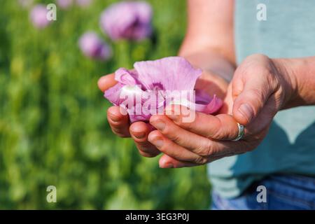 Gros plan des mains d'une femme tenant de délicats pétales de pétales de pavot roses humides dans un pré d'été en fleurs. Fond vert doux, et connexion douce avec natu Banque D'Images