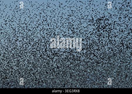 Murmuration d'étourneaux sur les niveaux du Somerset, décembre, Angleterre, Royaume-Uni. Les murmures de Starling sur les niveaux du Somerset en décembre sont un phénomène naturel spectaculaire, se produisant principalement à RSPB Ham Wall et Shapwick Heath. Des milliers à des millions d'étourneaux se rassemblent au crépuscule pour effectuer des vols synchronisés et tourbillonnants avant de se loger dans les roselières, culminant en activité en décembre et janvier Banque D'Images