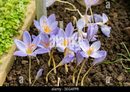 Saint-Gall, Suisse, 19 octobre 2025 Crocus Pulchellus ou plante de crocus poilue au jardin botanique Banque D'Images