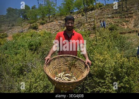 Qazigund, Inde. 17 mai 2026. Une personne montre du poisson pêché sur des paniers en osier pendant l'ancienne fête du poisson de Panzath. L'événement communautaire annuel se double d'un effort de conservation vital, où les résidents nettoient le limon des sources historiques pour obtenir de l'eau d'irrigation propre avant la saison de plantation du riz. Le 17 mai 2026 à Qazigund, au Sud-Cachemire. (Photo de Danish Showkat/ Credit : Eyepix Group/Alamy Live News Banque D'Images