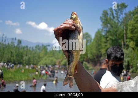Qazigund, Inde. 17 mai 2026. Une personne montre un poisson pêché pendant l'ancienne fête du poisson de Panzath. L'événement communautaire annuel se double d'un effort de conservation vital, où les résidents nettoient le limon des sources historiques pour obtenir de l'eau d'irrigation propre avant la saison de plantation du riz. Le 17 mai 2026 à Qazigund, au Sud-Cachemire. (Photo de Danish Showkat/ Credit : Eyepix Group/Alamy Live News Banque D'Images