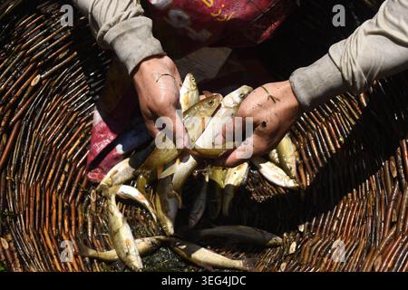 Une personne montre du poisson pêché sur des paniers en osier pendant l'ancienne fête du poisson de Panzath. L'événement communautaire annuel se double d'un effort de conservation vital, où les résidents nettoient le limon des sources historiques pour obtenir de l'eau d'irrigation propre avant la saison de plantation du riz. Le 17 mai 2026 à Qazigund, au Sud-Cachemire. (Crédit image : © Danish Showkat/eyepix via ZUMA Press Wire) USAGE ÉDITORIAL SEULEMENT ! Non destiné à UN USAGE commercial ! Banque D'Images