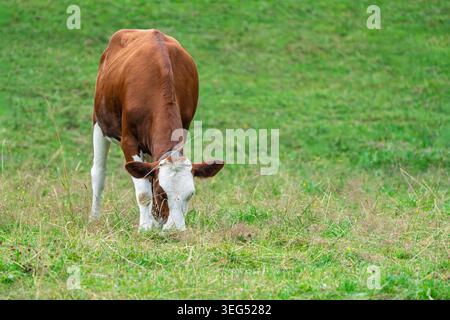 Vache brune et blanche pâturant sur des pâturages verts en Suisse, agriculture et élevage Banque D'Images