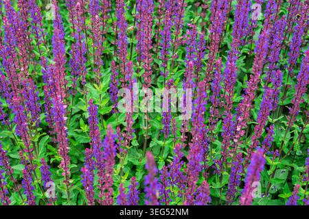 Fleurs de salvia affichant des fleurs violettes saisissantes dans un cadre de jardin naturel avec Soft Banque D'Images