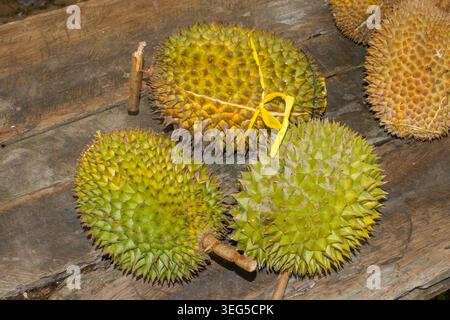 Trois fruits Durian frais sur un étal de marché en bois à Sarawak, Bornéo, Malaisie Banque D'Images