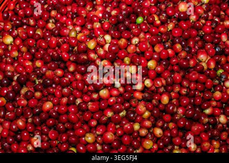 Une vue rapprochée de cerises de café rouge fraîchement récoltées récoltées dans une grande pile sur une ferme agricole biologique durable. Banque D'Images