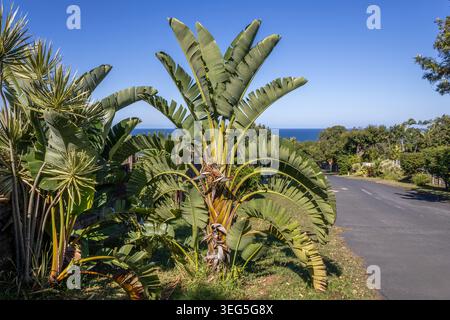 Strelitzia nicolai Natal bananier sauvage à côté d'une route côtière avec vue sur l'océan. Banque D'Images