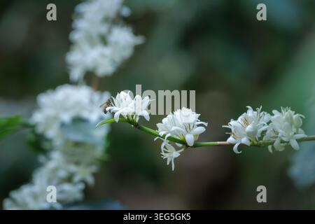 Une abeille pollinise des fleurs de café blanc parfumées sur une branche mettant en valeur la pollinisation agricole et la biodiversité écologique dans un jardin. Banque D'Images