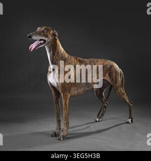 Chien greyhound brindle brillant debout sur fond noir Banque D'Images