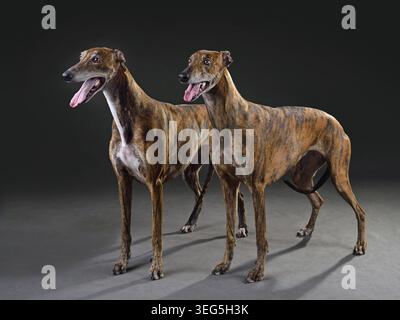 Deux chiens lévriers brachés debout sur un fond noir Banque D'Images