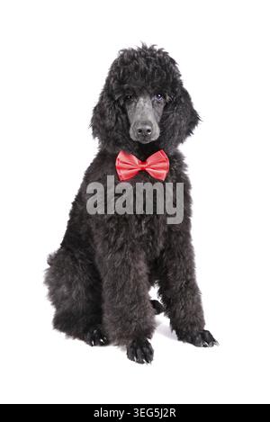 Chiot de caniche noir standard en cravate rouge sur fond blanc Banque D'Images