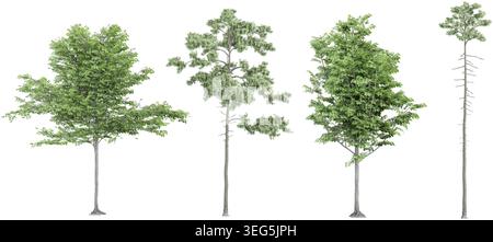 Ensemble de trembles européens, sapins, pins, isolés sur fond transparent. Rendu 3D. Illustration de Vecteur