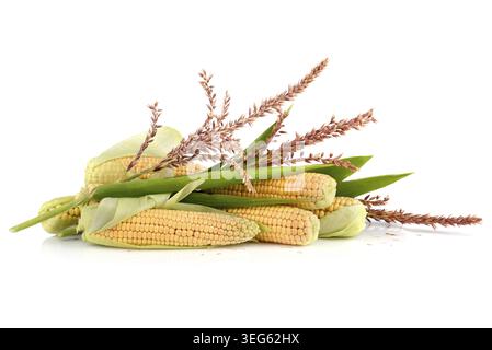 Épis de maïs mûrs avec fleurs et feuilles sur fond blanc Banque D'Images