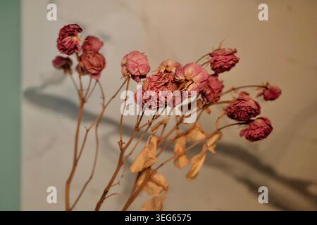 Un gros plan horizontal spectaculaire de bourgeons de roses rouges et roses fanés projetant des ombres graphiques nettes contre un mur chaud. Banque D'Images