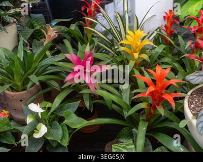 Vibrant Tropical Bromeliad Plant Collection exposé à l'intérieur dans des pots en céramique Banque D'Images