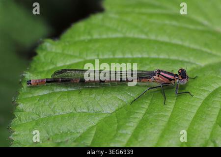 Commune Blue Damselfly - Enallagma cyathigerum - mâle ténéral Banque D'Images
