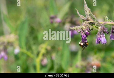Bumblebee à queue blanche (Bombus lucorum agg.) Se nourrissant d'une tête de fleur de consoude. Londres, Angleterre, Royaume-Uni. Été. Faune sauvage. Banque D'Images