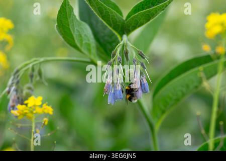 Bumblebee à queue blanche (Bombus lucorum agg.) Se nourrissant d'une tête de fleur de consoude. Londres, Angleterre, Royaume-Uni. Été. Faune sauvage. Banque D'Images