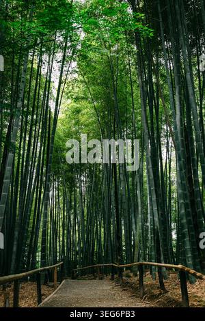 Chemin de forêt de bambou avec verdure luxuriante canopée Banque D'Images