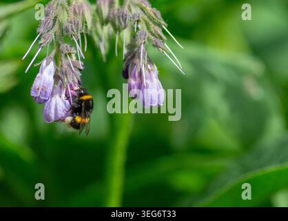Bumblebee à queue blanche (Bombus lucorum agg.) Se nourrissant d'une tête de fleur de consoude. Londres, Angleterre, Royaume-Uni. Été. Faune sauvage. Banque D'Images