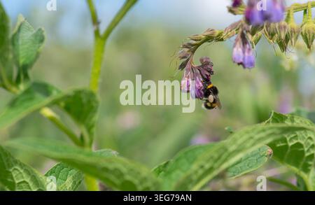 Bumblebee à queue blanche (Bombus lucorum agg.) Se nourrissant d'une tête de fleur de consoude. Londres, Angleterre, Royaume-Uni. Été. Faune sauvage. Banque D'Images