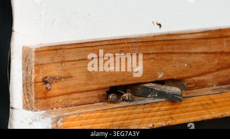 Abeilles à l'entrée de la ruche en bois, cueillant le miel et pollinisant les fleurs Banque D'Images