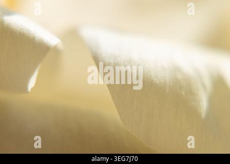 Une macro photographie horizontale mettant l'accent sur le bord mince et ondulé d'un pétale de fleur blanche. L'image utilise une faible profondeur de champ pour créer un transi souple Banque D'Images