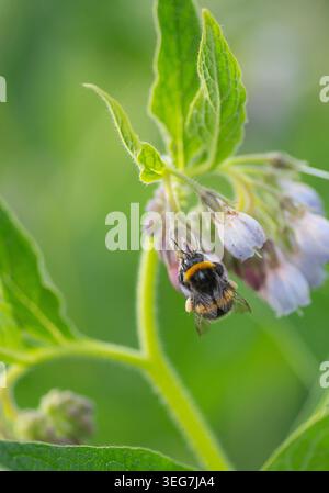 Bumblebee à queue blanche (Bombus lucorum agg.) Se nourrissant d'une tête de fleur de consoude. Londres, Angleterre, Royaume-Uni. Été. Faune sauvage. Banque D'Images