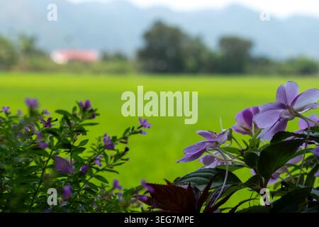 Fleurs sauvages violettes fleurissant devant le champ et les montagnes de Green Rice Paddy Banque D'Images
