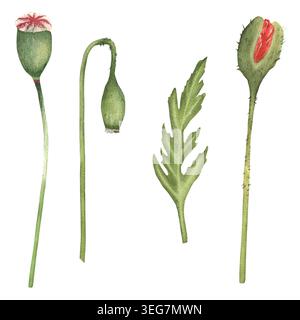 Illustration aquarelle : boutons de pavot, capsule de graines et feuille. Peint à la main, isolé. Éléments botaniques frais vibrants pour cartes de vœux, emballage, t Banque D'Images