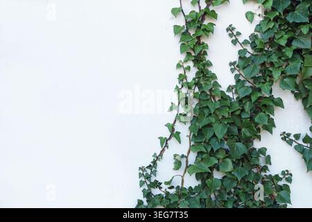 Plante de vigne grimpant au lierre avec des feuilles vertes sur fond de mur blanc. Banque D'Images