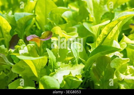 Laitue fraîche mélangée et salade verte baignée de soleil, agrémentée de feuilles tendres et d'un soupçon de violet. Des produits biologiques vibrants parfaits pour la santé Banque D'Images