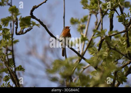 Robin européen (Erithacus rubecula) chantant à partir d'une branche diagonale, entouré de brindilles feuillues contre un ciel bleu, prise au centre du pays de Galles, Royaume-Uni en mai Banque D'Images