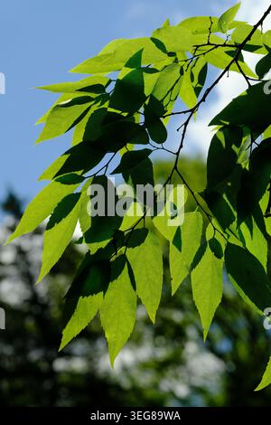 Feuilles et branches de hackberry ensoleillées vert vif sur un ciel bleu clair dans un cadre boisé paisible Banque D'Images