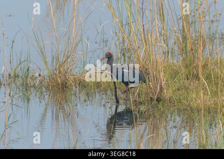 Ibis ou Pseudibis papillosa à dos rouge à Umred Karhandla, Maharashtra, Inde. Banque D'Images