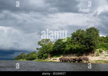 Un troupeau d'éléphants de brousse d'Afrique buvant de l'eau de la rivière Chobe par une soirée orageuse pendant la saison humide dans le parc national de Chobe, Botswana Banque D'Images