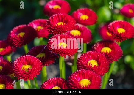 Vue rapprochée de fleurs de marguerites anglaises rouge vif avec des centres jaune vif fleurissant dans un jardin printanier ensoleillé avec un flou de fond naturel doux. Banque D'Images