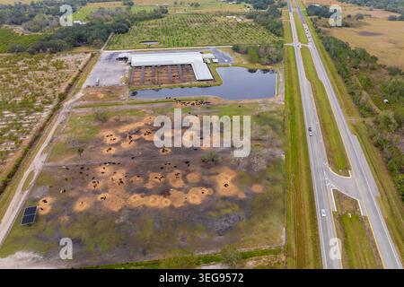 Vue aérienne de la cour d'alimentation avec des vaches à viande. Alimentation des bovins dans un parc d'engraissement agricole Banque D'Images