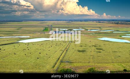 Troupeau de bovins laitiers pâturant dans le champ de pâturage à la grange de ferme. Vaches laitières dans les prairies agricoles en Floride Banque D'Images