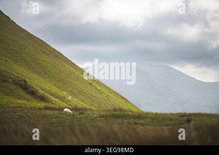 Un mouton blanc solitaire pèle paisiblement sur une pente verdoyante, avec d'autres moutons dispersés plus haut sur la colline, sur fond de mou brumeux Banque D'Images